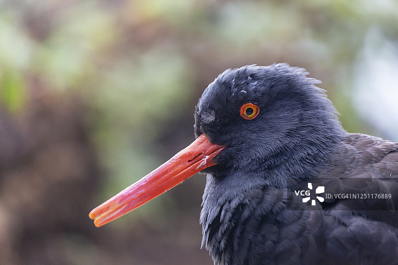黑色蛎鹬肖像图片素材