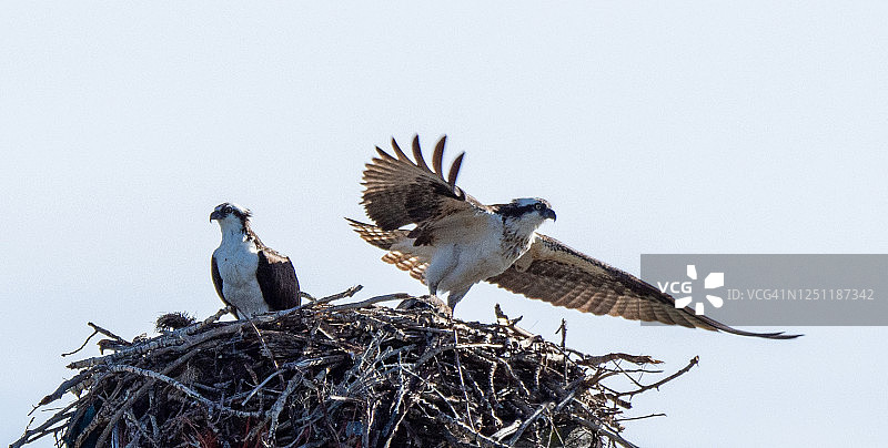 筑巢的鹗图片素材