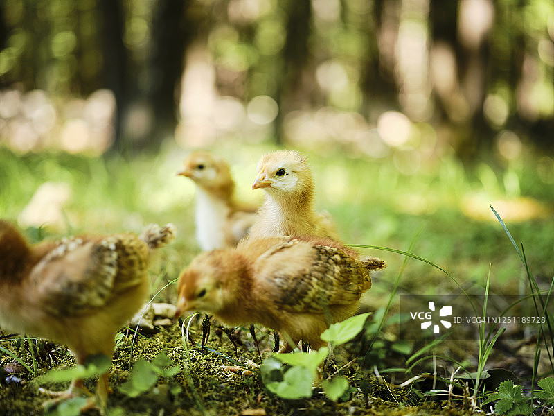 散养小鸡图片素材