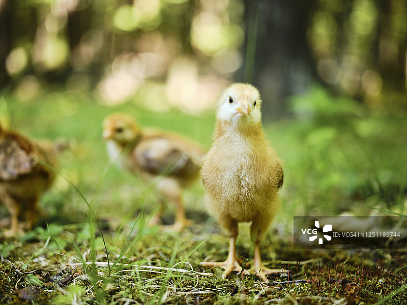 散养小鸡图片素材