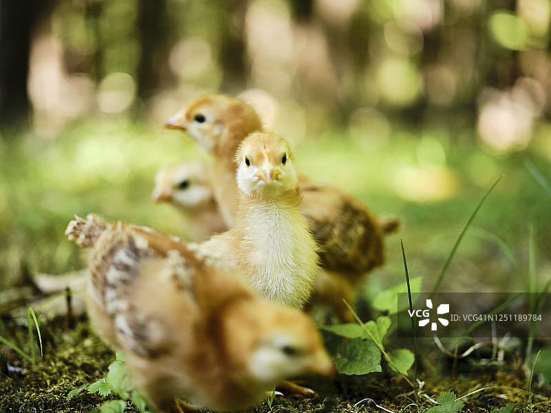 散养小鸡图片素材