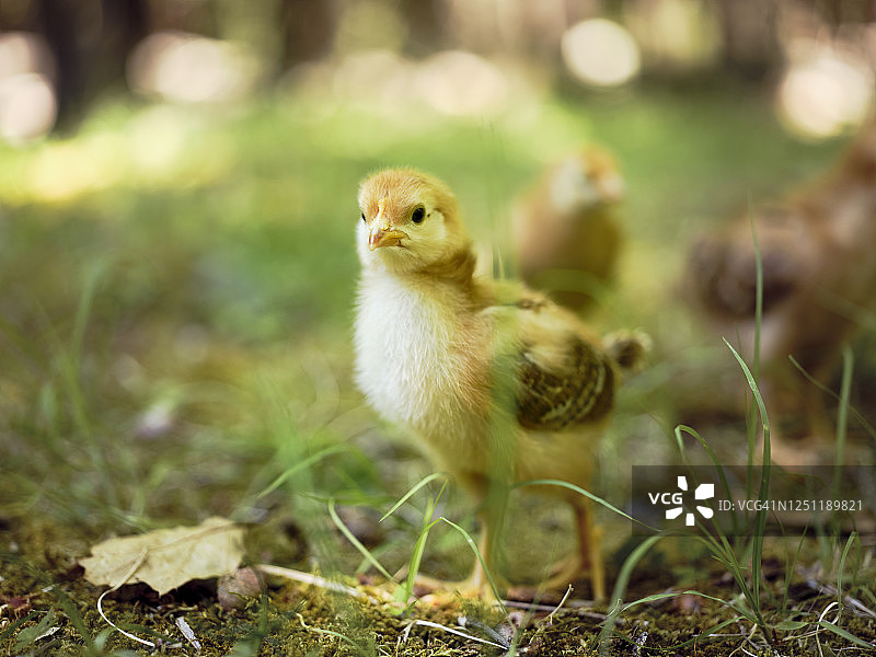 散养小鸡图片素材