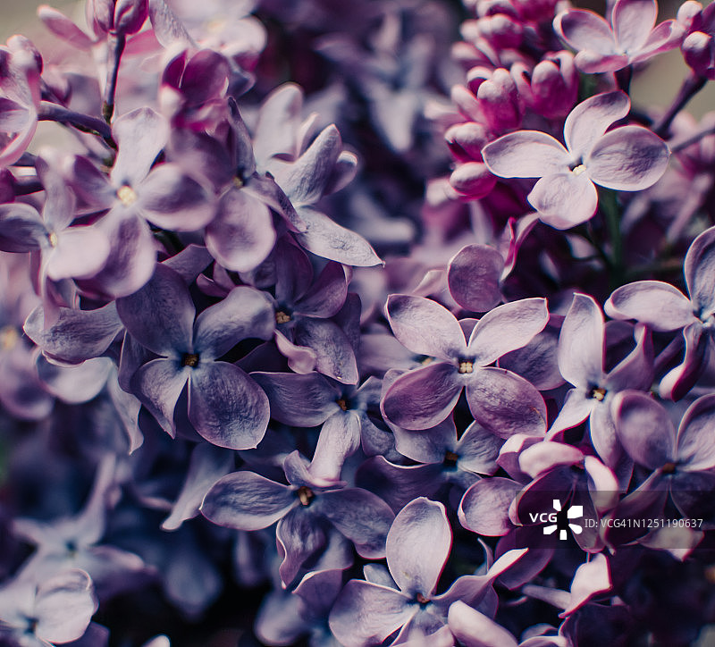 紫色丁香花细节图片，微距，春天盛开的植物。紫色丁香花作为背景。花卉背景。春季和夏季概念图片素材