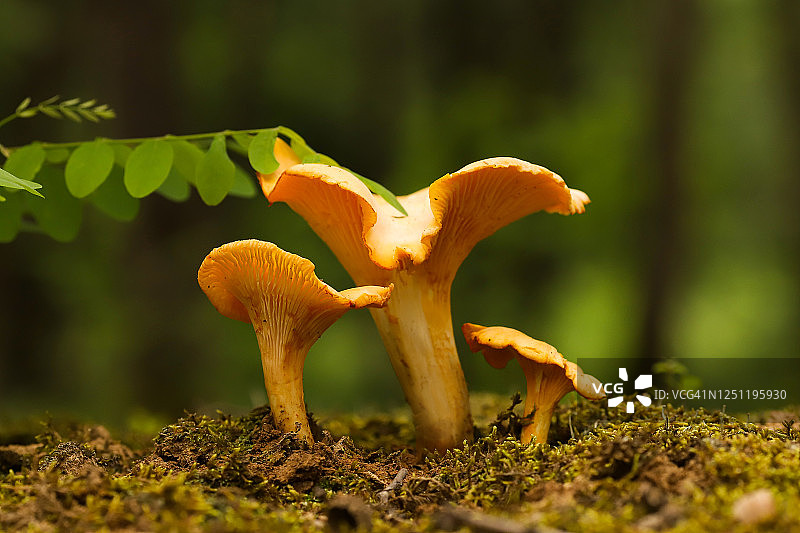 森林中的鸡油菌图片素材