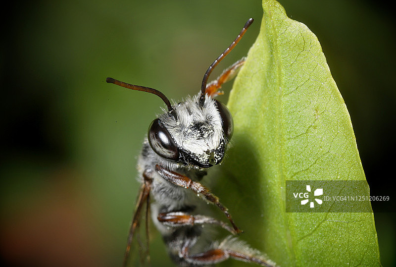 雄性树脂蜂图片素材