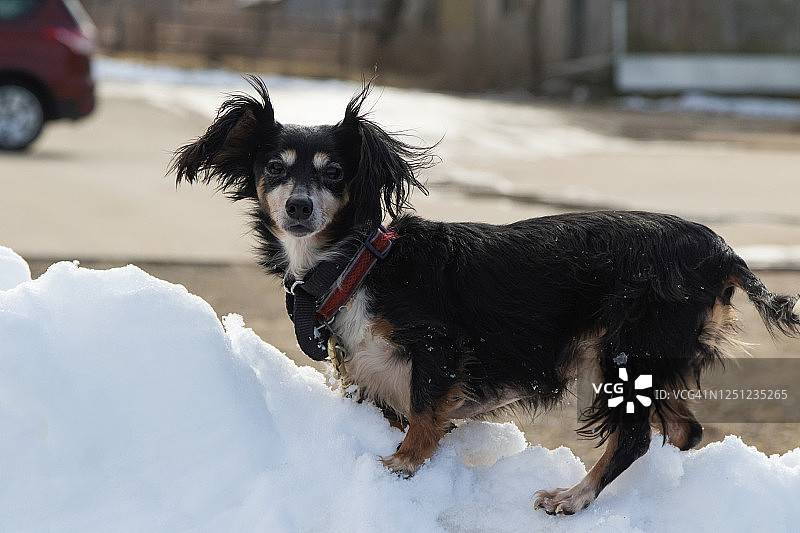 在雪地里玩耍的长毛腊肠犬图片素材
