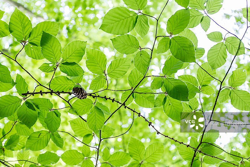 天空下的山毛榉树叶图片素材