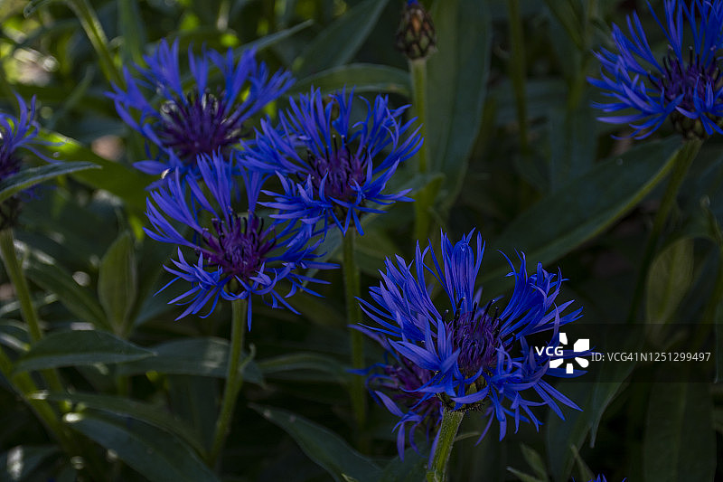 花坛里生长的海军蓝矢车菊图片素材