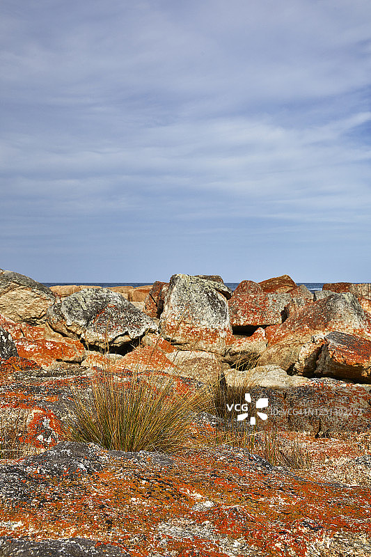 海岸岩石上的彩色地衣图片素材