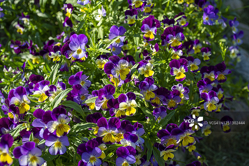 我家盛开的美丽三色堇图片素材