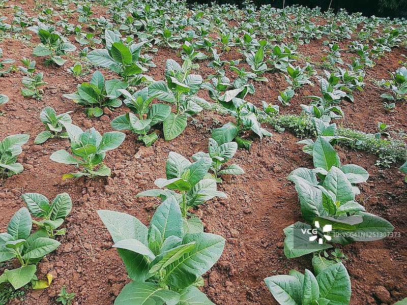 烟草田图片素材