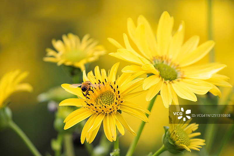 黄色野花和小蜜蜂图片素材
