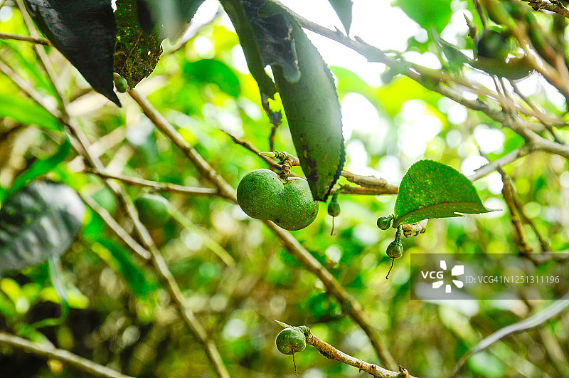茶树的绿色果实图片素材
