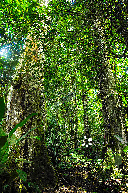 哈利姆山沙拉克国家公园雨林，壮丽的Liquidambar excelsa树，属于金缕梅科图片素材