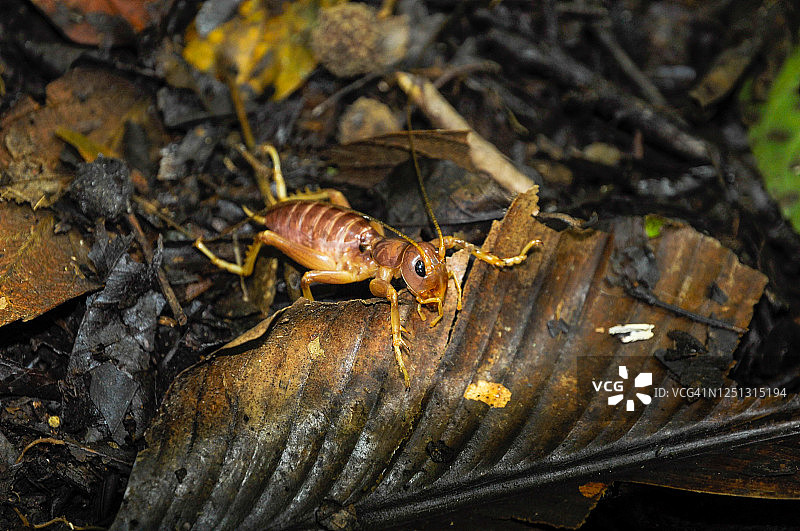 印度尼西亚西爪哇热带雨林中树叶上的棕色蟋蟀图片素材