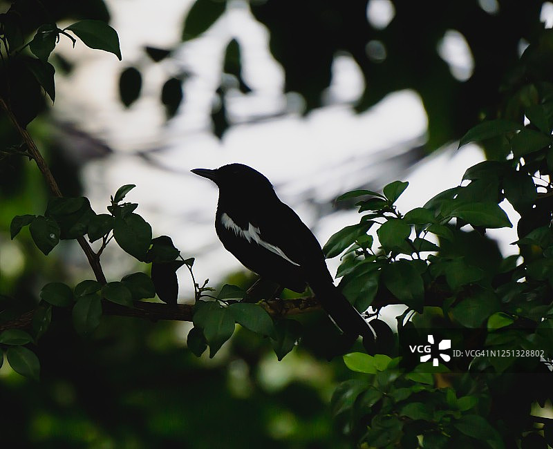 鹊鸲栖息在安达曼缎木树上图片素材