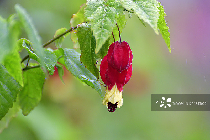 金铃花图片素材
