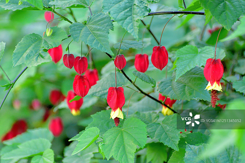 金铃花图片素材