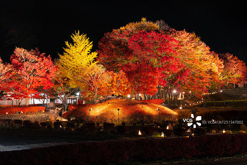日本河口湖夜间秋树图片素材