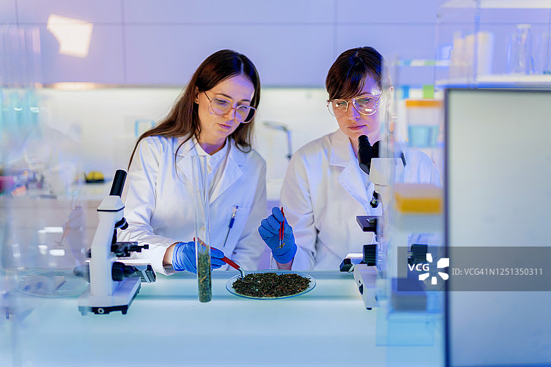 女医生检查医用大麻的实验室测试图片素材