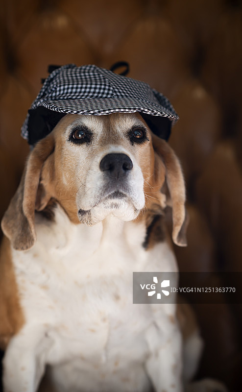戴着夏洛克·福尔摩斯帽子的比格犬图片素材