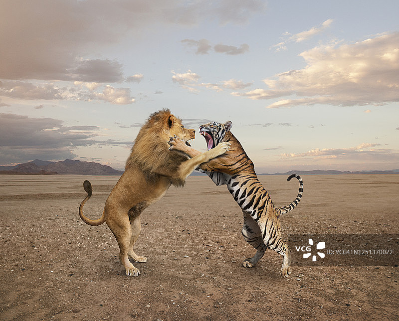 狮虎争霸图片素材