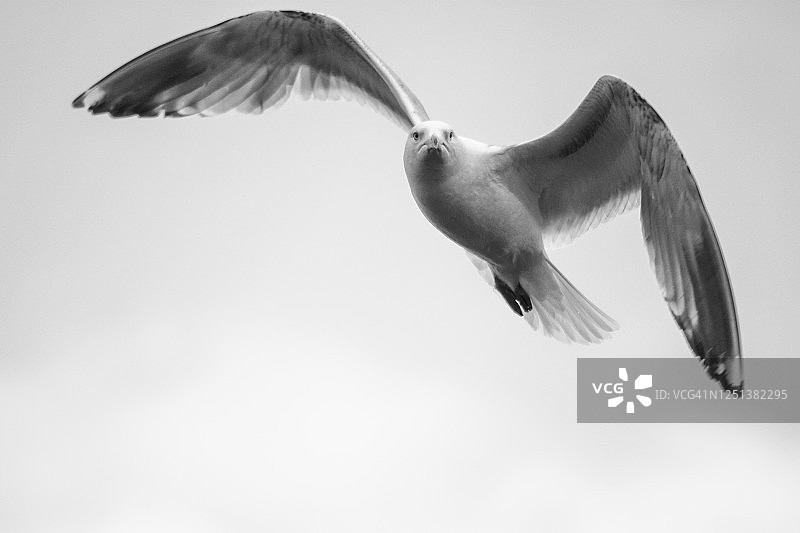 飞行中的黑白鸟图片素材