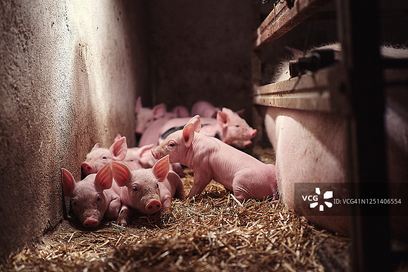 疲惫的小猪躺在谷仓的干草上图片素材