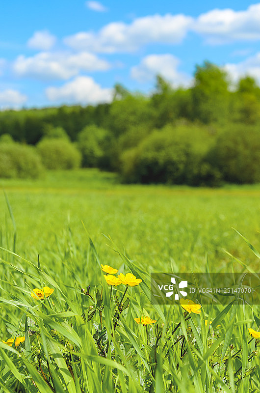 阳光明媚的早晨，盛开着黄色毛茛花的绿色田野和蓝色天空图片素材