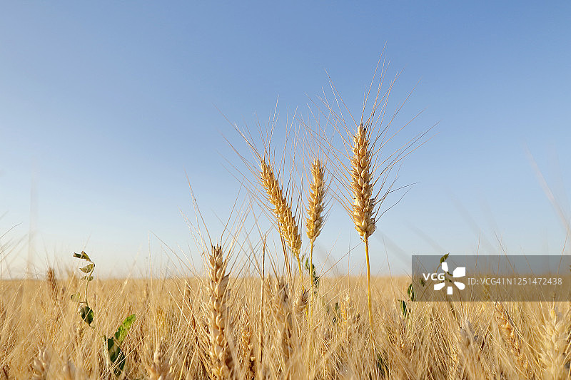 法国塞纳-马恩省麦穗特写图片素材