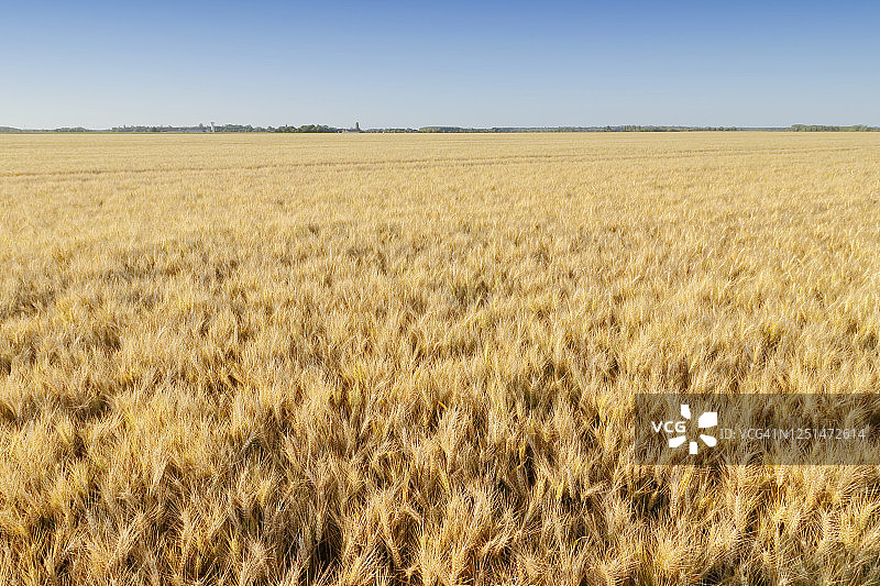 法国塞纳-马恩省初夏的麦田图片素材