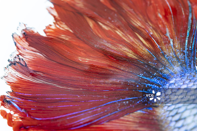 红色暹罗斗鱼(Betta)2图片素材