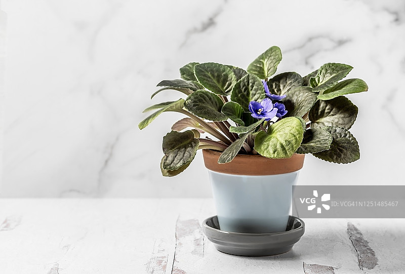 白色背景下的盆栽非洲紫罗兰花图片素材