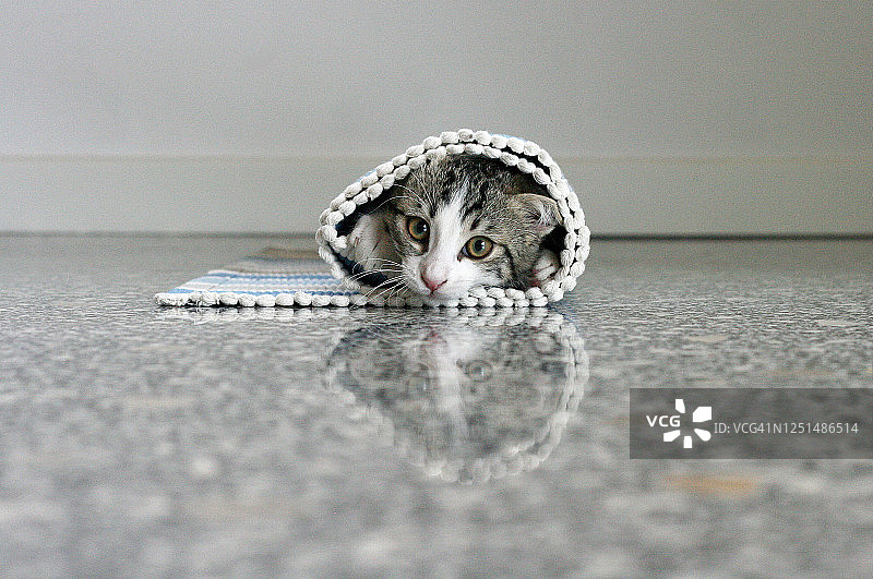 可爱的小猫被困在地毯里图片素材