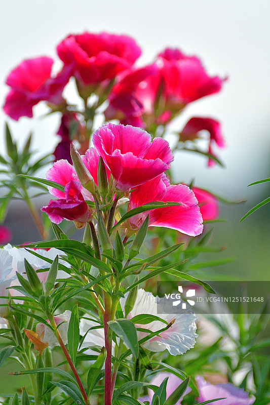 金盏花图片素材