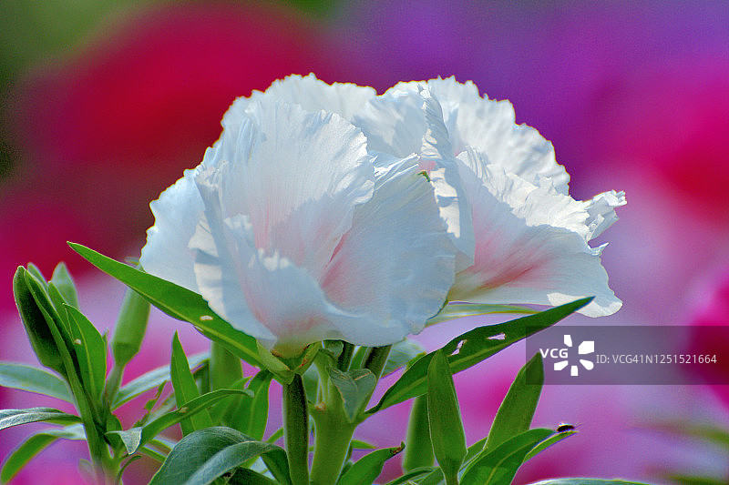 金盏花图片素材