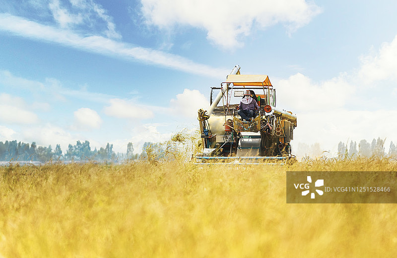 联合收割机在金黄色稻田里作业图片素材