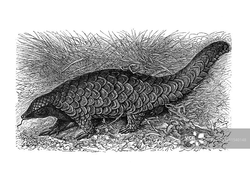 古老雕刻插图 - 鳞甲目动物图片素材