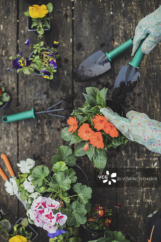 我选择你……红色的花图片素材