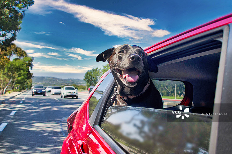 行驶中汽车车窗里的狗图片素材