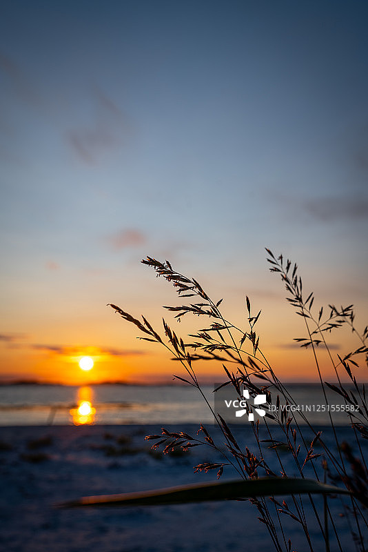 挪威布罗斯塔德海滩植物特写图片素材