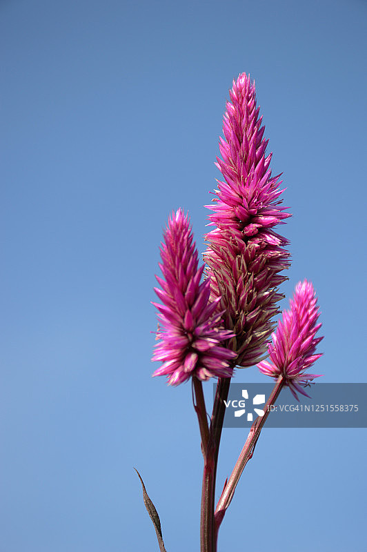 粉色花朵-鸡冠花图片素材