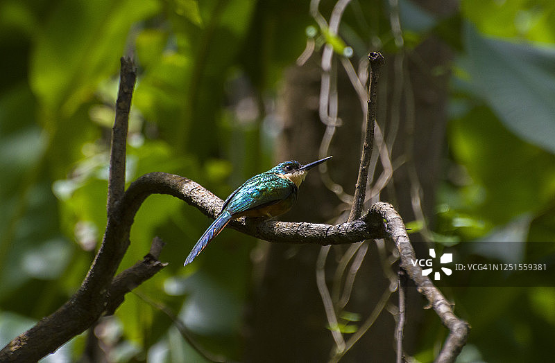 棕尾林鴞图片素材