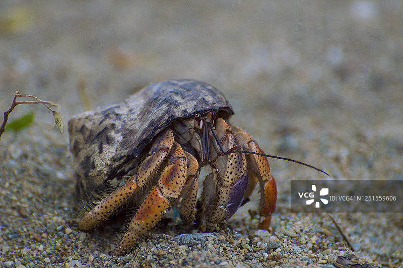 沙滩上的寄居蟹图片素材