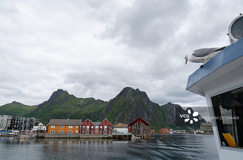 俯瞰挪威斯沃尔韦尔港口的海鸥图片素材