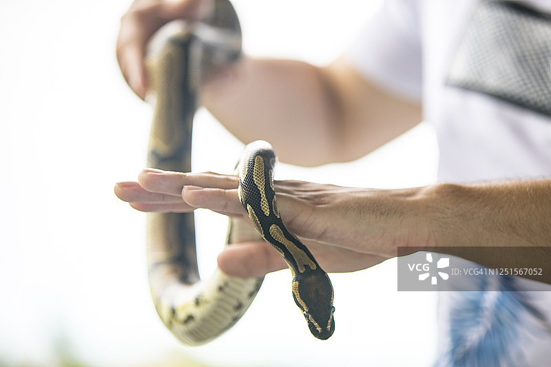 抱着宠物蟒蛇的年轻男子侧视图图片素材