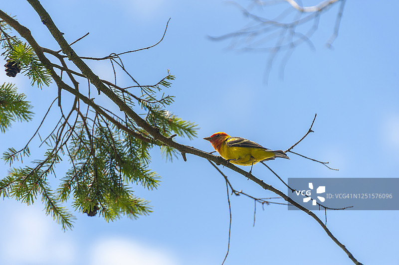 西方裸鼻雀图片素材