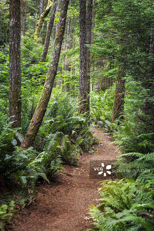 太平洋西北地区的花旗松林图片素材