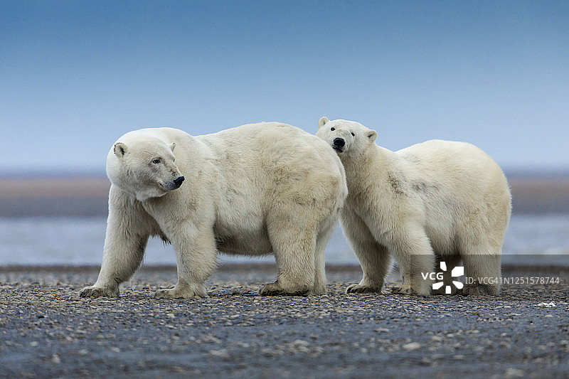 阿拉斯加卡克托维克北极国家野生动物保护区的北极熊图片素材