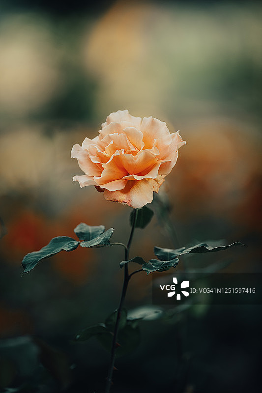 清晨玫瑰图片素材